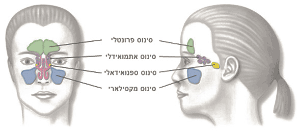 סינוסיטיס - סינוסים